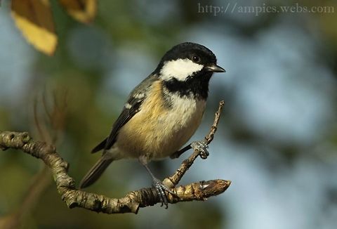 Coal Tit  Coal tit,Fall,Geotagged,Periparus ater,United Kingdom