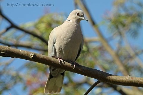 Collared_Dove  Eurasian Collared Dove,Geotagged,Streptopelia decaocto,Summer,United Kingdom