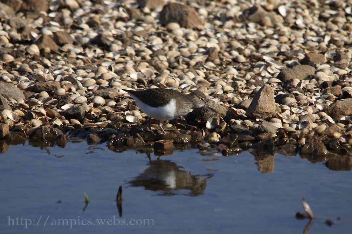 Common_Sandpiper  Actitis hypoleucos,Common sandpiper,Geotagged,Spring,United Kingdom