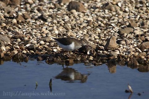 Common_Sandpiper  Actitis hypoleucos,Common sandpiper,Geotagged,Spring,United Kingdom