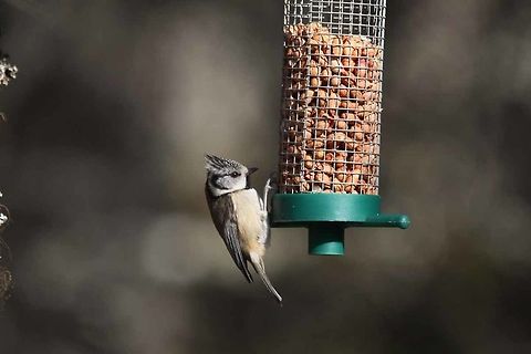 Crested_Tit  European Crested Tit,Geotagged,Lophophanes cristatus,Spring,United Kingdom