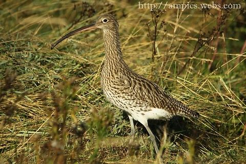 Curlew  Eurasian Curlew,Fall,Geotagged,Numenius arquata,United Kingdom