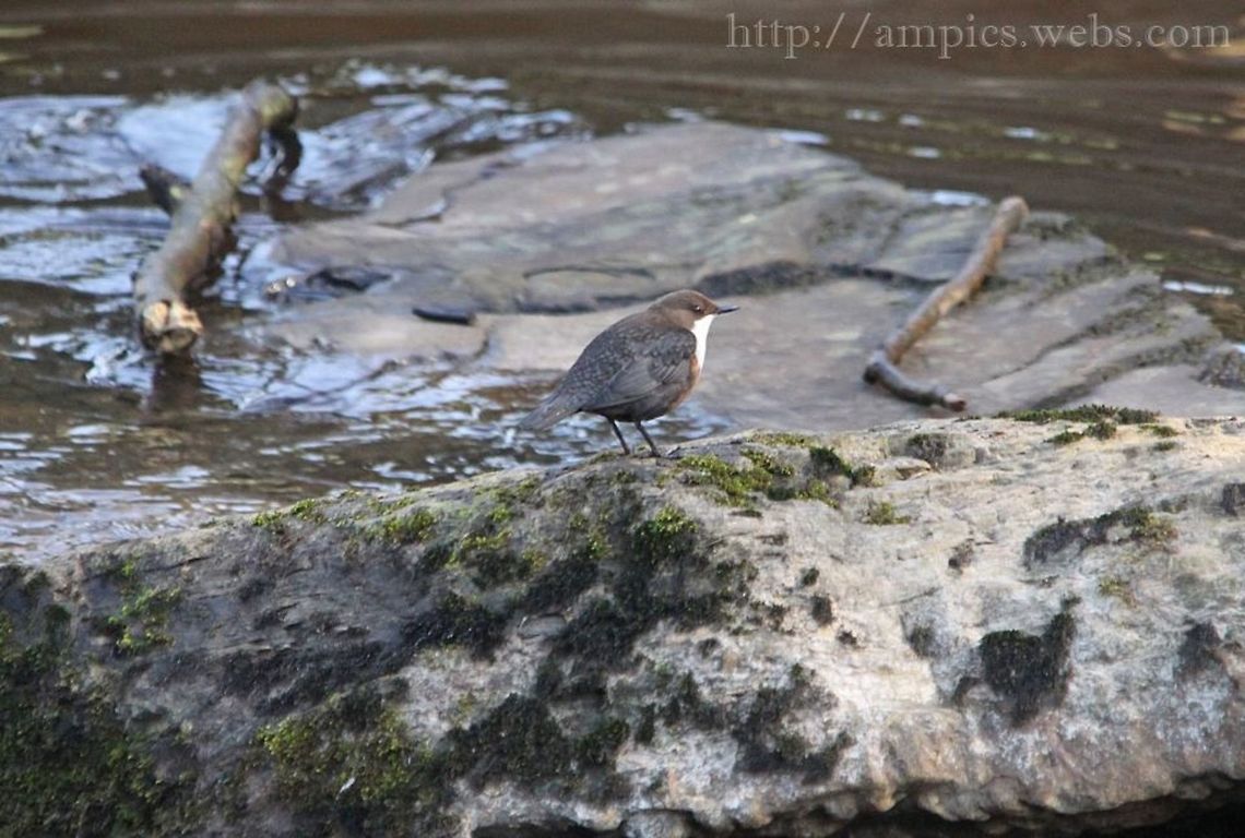 Dipper  Cinclus cinclus,Geotagged,United Kingdom,White-throated Dipper,Winter