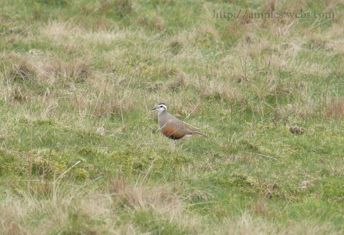 Dotterel  Charadrius morinellus,Eurasian dotterel,Geotagged,Spring,United Kingdom
