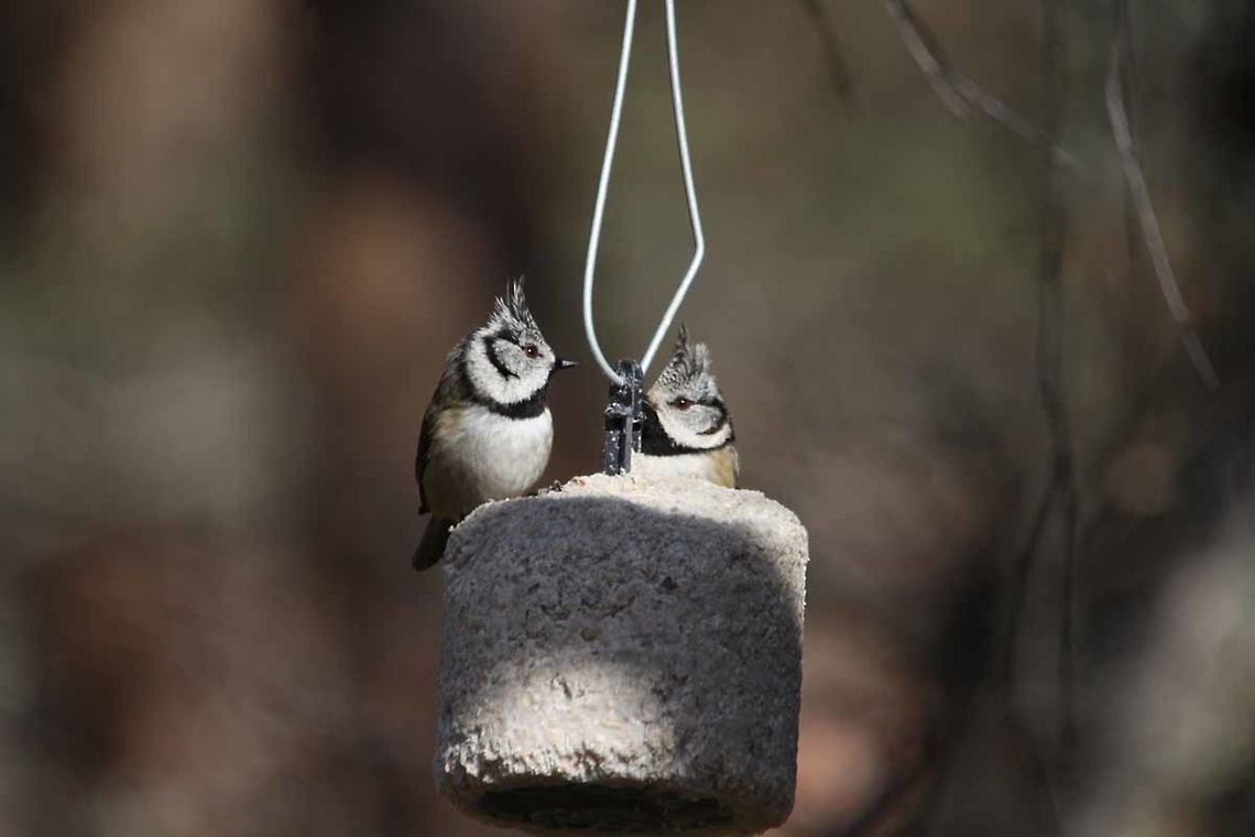 Crested_Tit  European Crested Tit,Geotagged,Lophophanes cristatus,Spring,United Kingdom