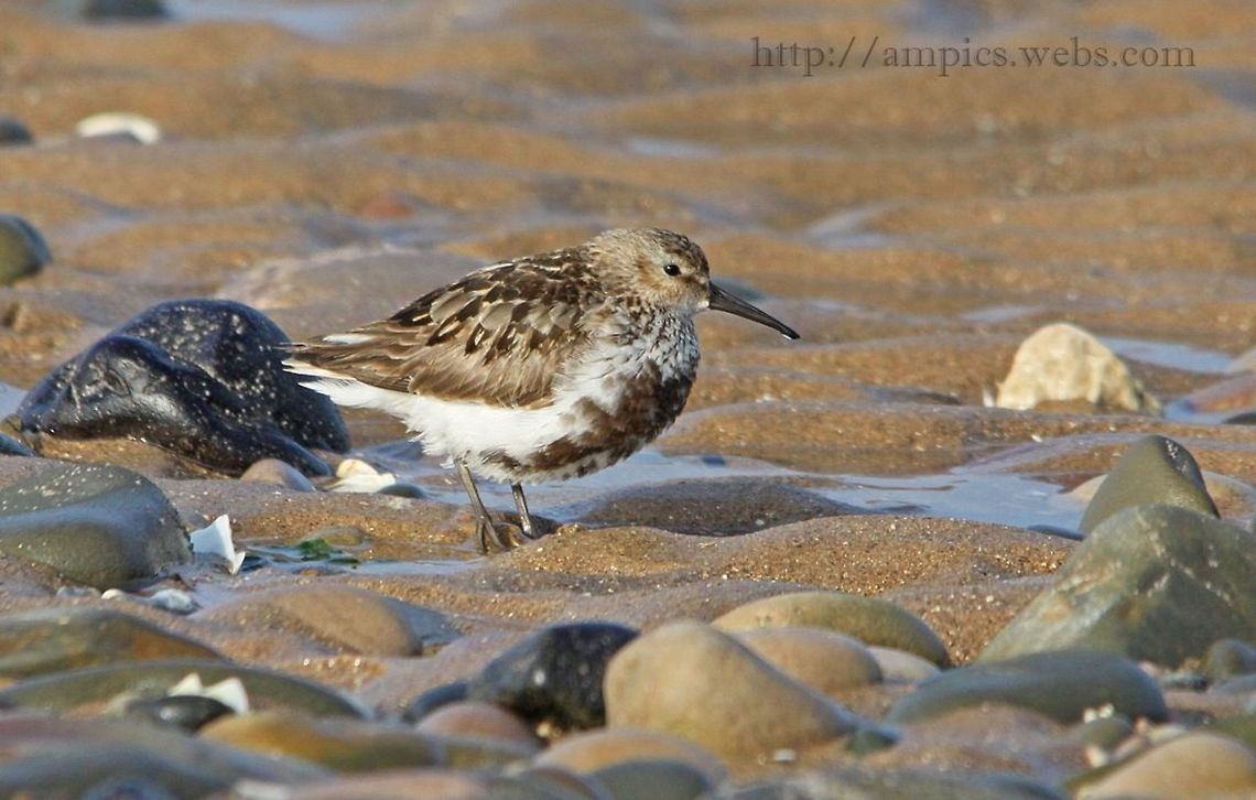 Dunlin  Fall,Geotagged,United Kingdom
