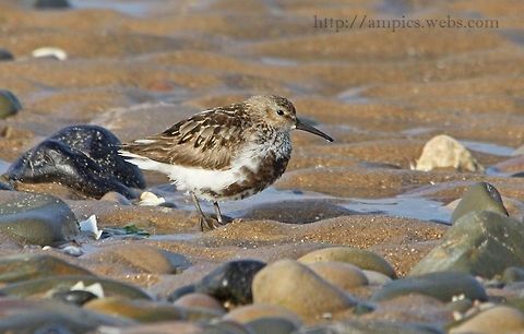 Dunlin  Fall,Geotagged,United Kingdom