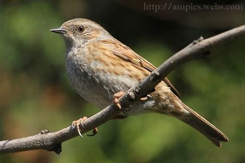 Dunnock  Dunnock,Geotagged,Prunella modularis,United Kingdom,Winter