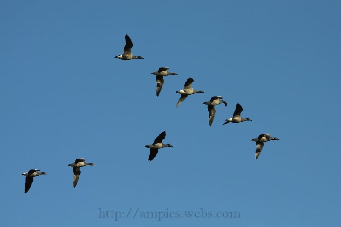 Brent_Goose I like the 3rd from the front...what has it seen ?<br />
 Brant goose,Branta bernicla,Fall,Geotagged,United Kingdom