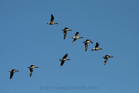 Brent_Goose I like the 3rd from the front...what has it seen ?
 Brant goose,Branta bernicla,Fall,Geotagged,United Kingdom
