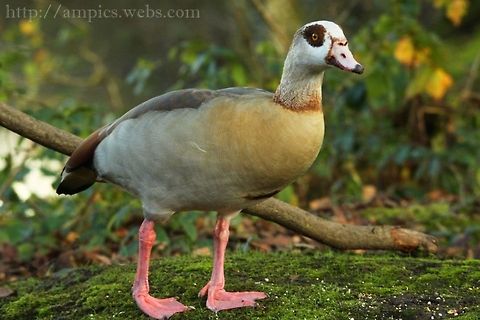Egyptian_Goose  Alopochen aegyptiacus,Egyptian Goose,Fall,Geotagged,United Kingdom