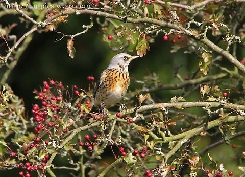 Fieldfare  Fall,Fieldfare,Geotagged,Turdus pilaris,United Kingdom