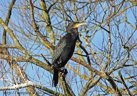 Cormorant  Fall,Geotagged,Great Cormorant,Phalacrocorax carbo,United Kingdom