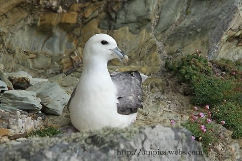 Fulmar  Fulmaris glacialis,Geotagged,Northern Fulmar,Spring,United Kingdom