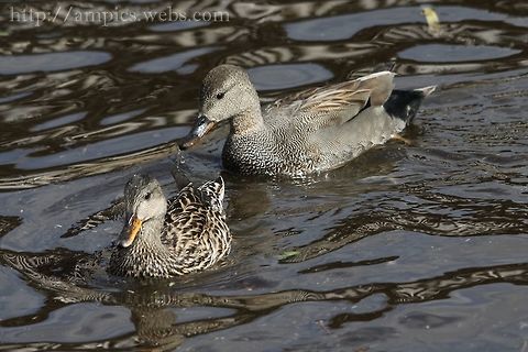 Gadwall, male & female.  Anas strepera,Gadwall,Geotagged,Mareca strepera,Spring,United Kingdom