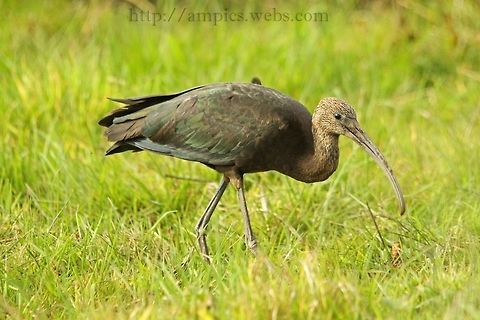 Glossy_Ibis  Fall,Geotagged,Glossy Ibis,Plegadis falcinellus,United Kingdom