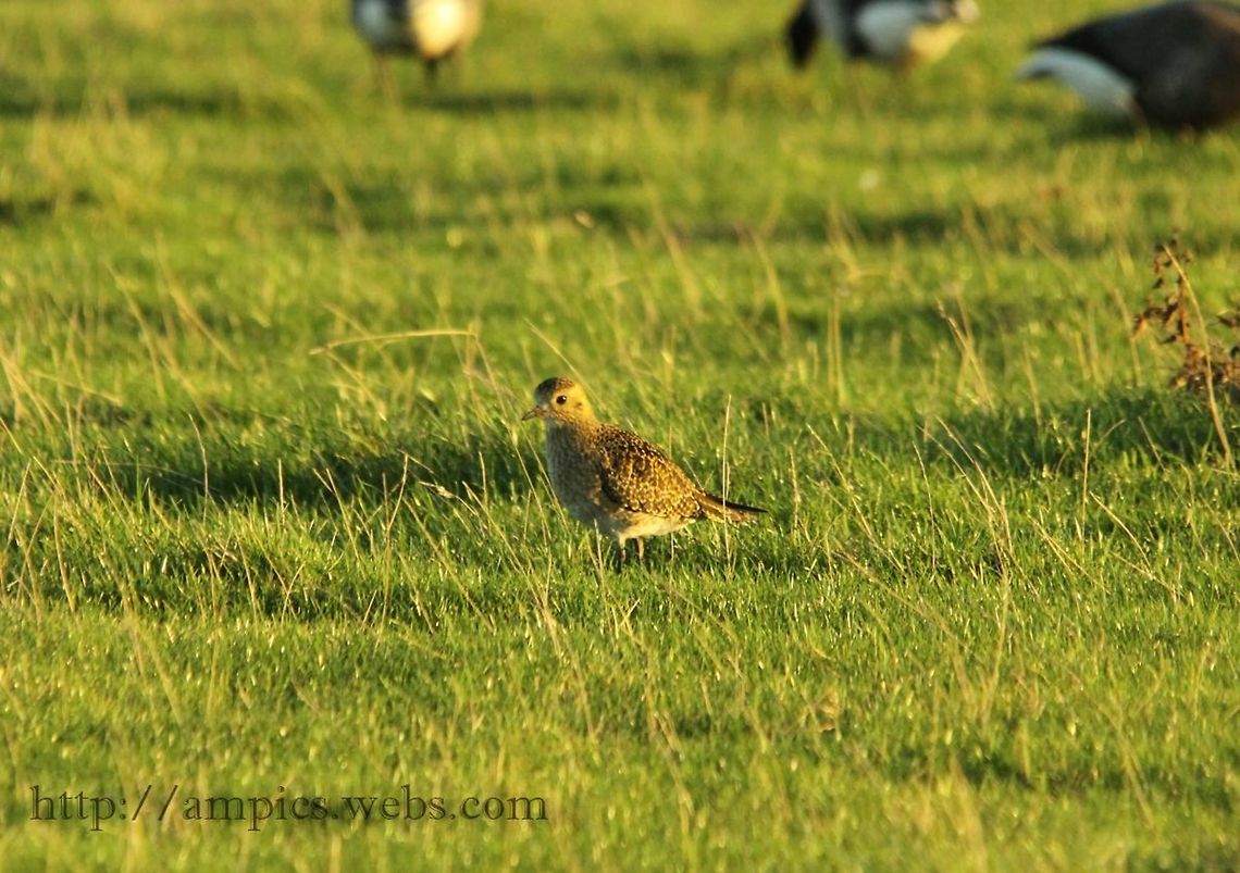Golden_Plover  European golden plover,Fall,Geotagged,Pluvialis apricaria,United Kingdom