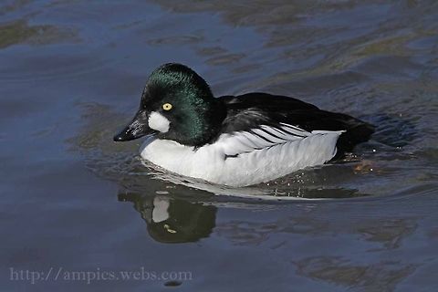 Goldeneye  Bucephala clangula,Common Goldeneye,Geotagged,Spring,United Kingdom