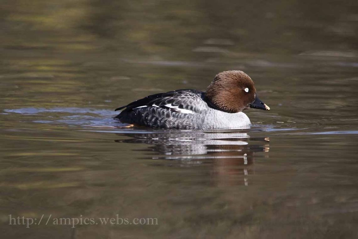 Goldeneye (female)  Bucephala clangula,Common Goldeneye,Geotagged,Spring,United Kingdom