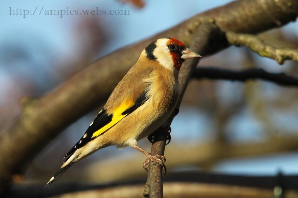 Goldfinch  Carduelis carduelis,European Goldfinch,Fall,Geotagged,United Kingdom