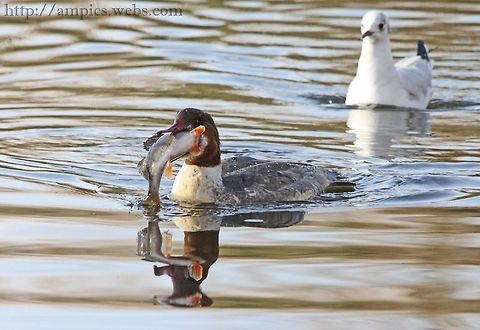 Goosander  Common merganser,Geotagged,Mergus merganser,United Kingdom,Winter