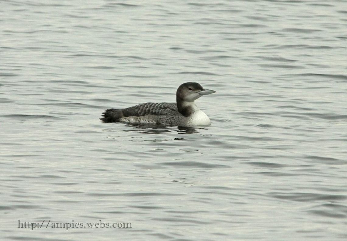 Great_Northern_Diver  Gavia immer,Geotagged,Great Northern Loon,United Kingdom,Winter