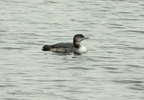 Great_Northern_Diver  Gavia immer,Geotagged,Great Northern Loon,United Kingdom,Winter