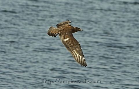 Great_Skua  Fall,Geotagged,Great Skua,Stercorarius skua,United Kingdom
