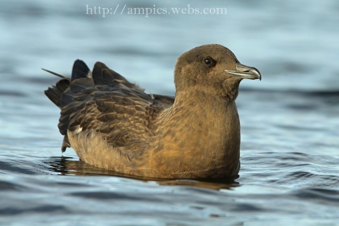 Great_Skua  Fall,Geotagged,United Kingdom