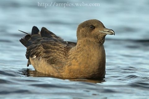 Great_Skua  Fall,Geotagged,United Kingdom