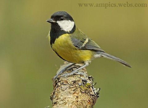 Great_Tit  Geotagged,Great Tit,Parus major,United Kingdom,Winter