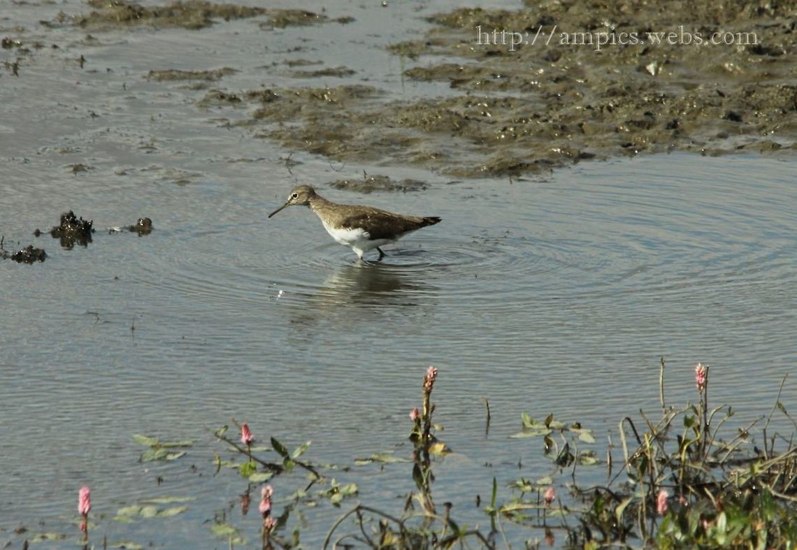 Green_Sandpiper  Geotagged,Summer,Tringa ochropus,United Kingdom,green sandpiper
