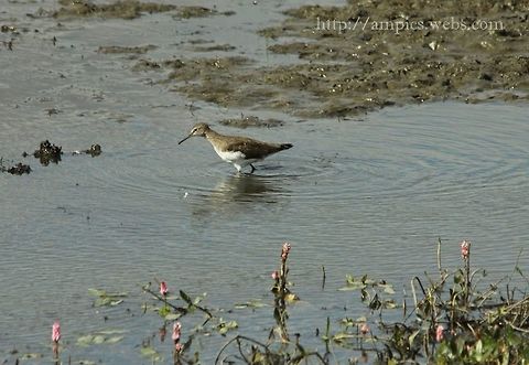 Green_Sandpiper  Geotagged,Summer,Tringa ochropus,United Kingdom,green sandpiper