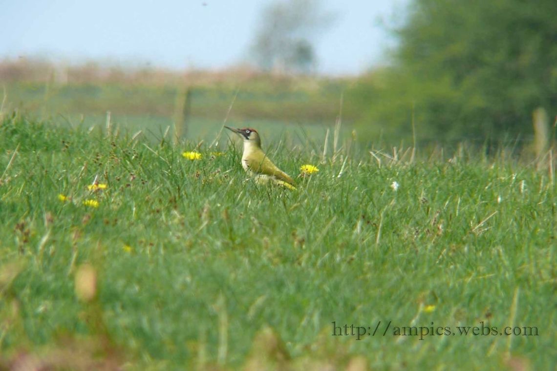 Green_Woodpecker  European Green Woodpecker,Geotagged,Picus viridis,Spring,United Kingdom