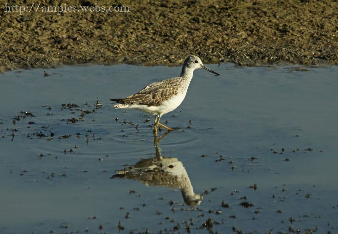 Greenshank  Fall,Geotagged,Greenshank,Tringa nebularia,United Kingdom
