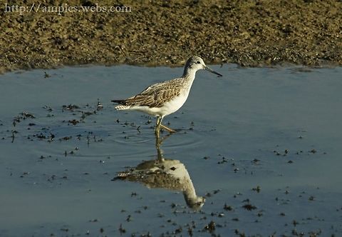 Greenshank  Fall,Geotagged,Greenshank,Tringa nebularia,United Kingdom