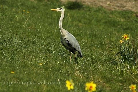Grey_Heron  Ardea cinerea,Geotagged,Grey Heron,Spring,United Kingdom