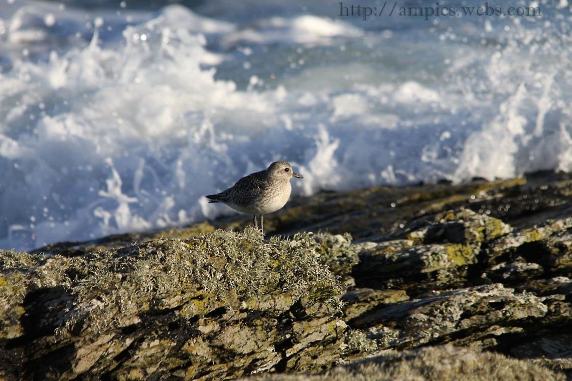 Grey_Plover  Geotagged,Grey plover,Pluvialis squatarola,United Kingdom,Winter