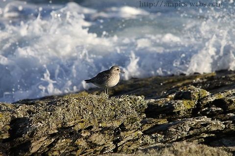 Grey_Plover  Geotagged,Grey plover,Pluvialis squatarola,United Kingdom,Winter