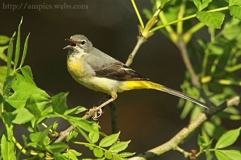 Grey_Wagtail  Geotagged,Grey wagtail,Motacilla cinerea,Spring,United Kingdom