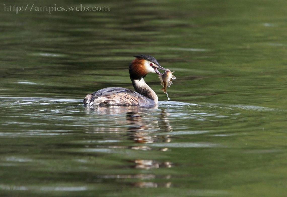 Great Crested Grebe  Geotagged,Great Crested Grebe,Podiceps cristatus,Spring,United Kingdom