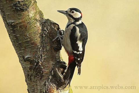 Gt_Spotted_Woodpecker  Dendrocopos major,Geotagged,Great Spotted Woodpecker,United Kingdom,Winter
