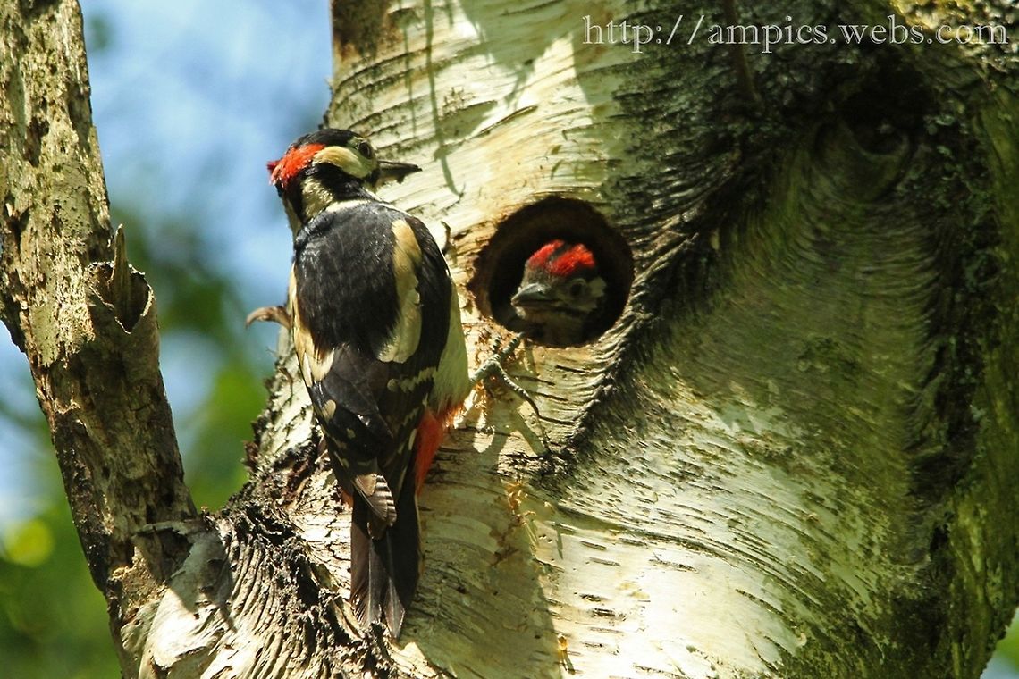 Great Spotted Woodpecker feeding young.  Dendrocopos major,Geotagged,Great Spotted Woodpecker,Spring,United Kingdom