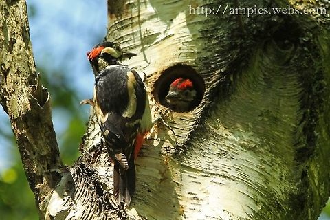 Great Spotted Woodpecker feeding young.  Dendrocopos major,Geotagged,Great Spotted Woodpecker,Spring,United Kingdom