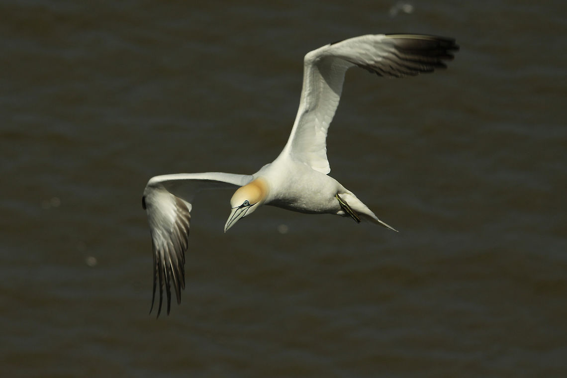 Gannet  Geotagged,Morus bassanus,Northern Gannet,Spring,United Kingdom