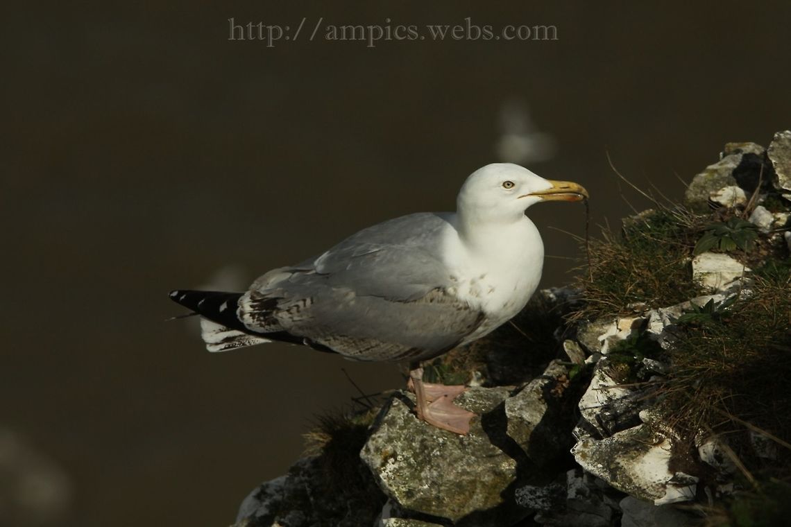Herring_Gull  European Herring Gull,Geotagged,Larus argentatus,Spring,United Kingdom