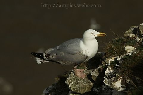 Herring_Gull  European Herring Gull,Geotagged,Larus argentatus,Spring,United Kingdom