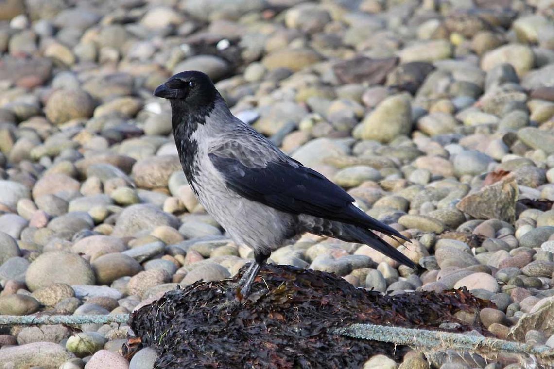 Hooded_Crow  Corvus cornix,Geotagged,Hooded Crow,Spring,United Kingdom