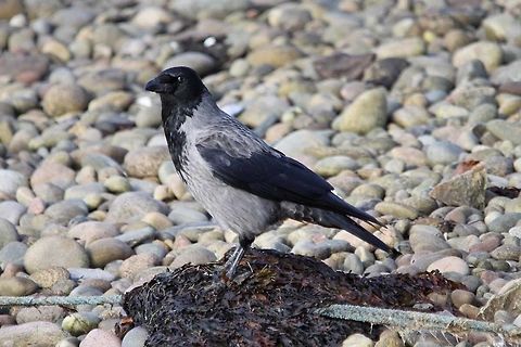 Hooded_Crow  Corvus cornix,Geotagged,Hooded Crow,Spring,United Kingdom
