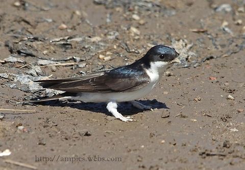 House_Martin  Common House Martin,Delichon urbicum,Geotagged,Spring,United Kingdom